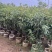 四季桂花20-300，各种规格，大量低价出售