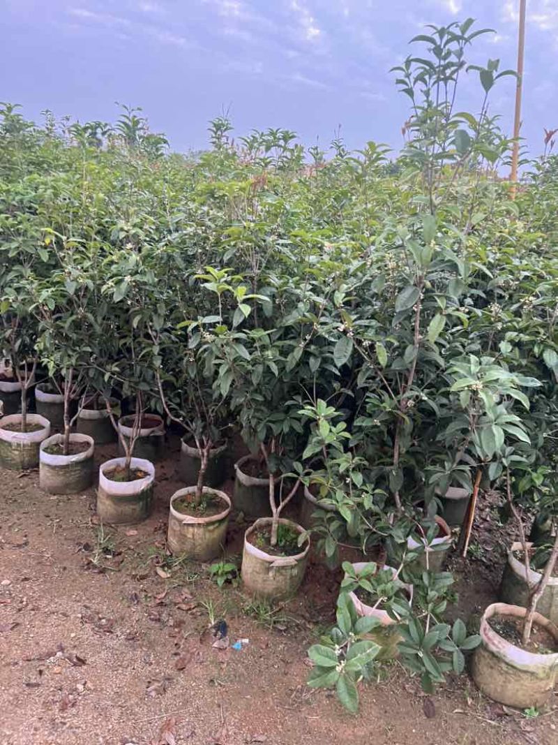 四季桂花20-300，各种规格，大量低价出售