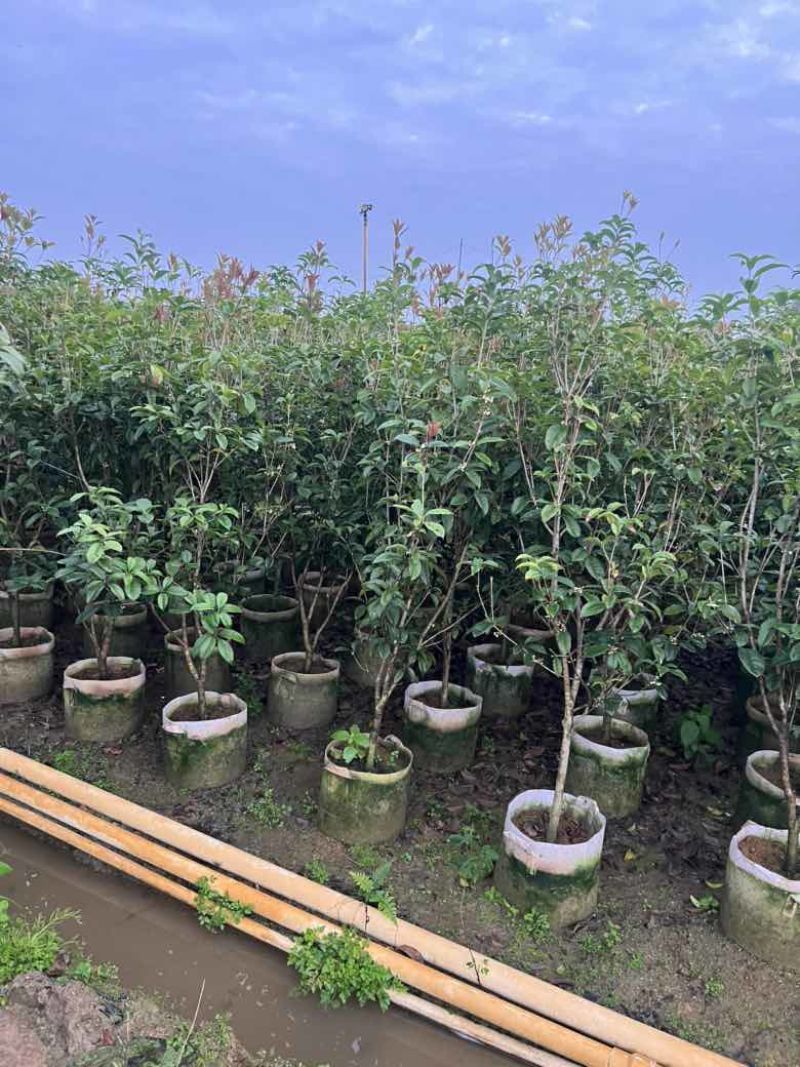四季桂花20-300，各种规格，大量低价出售