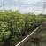 四季桂花20-300，各种规格，大量低价出售
