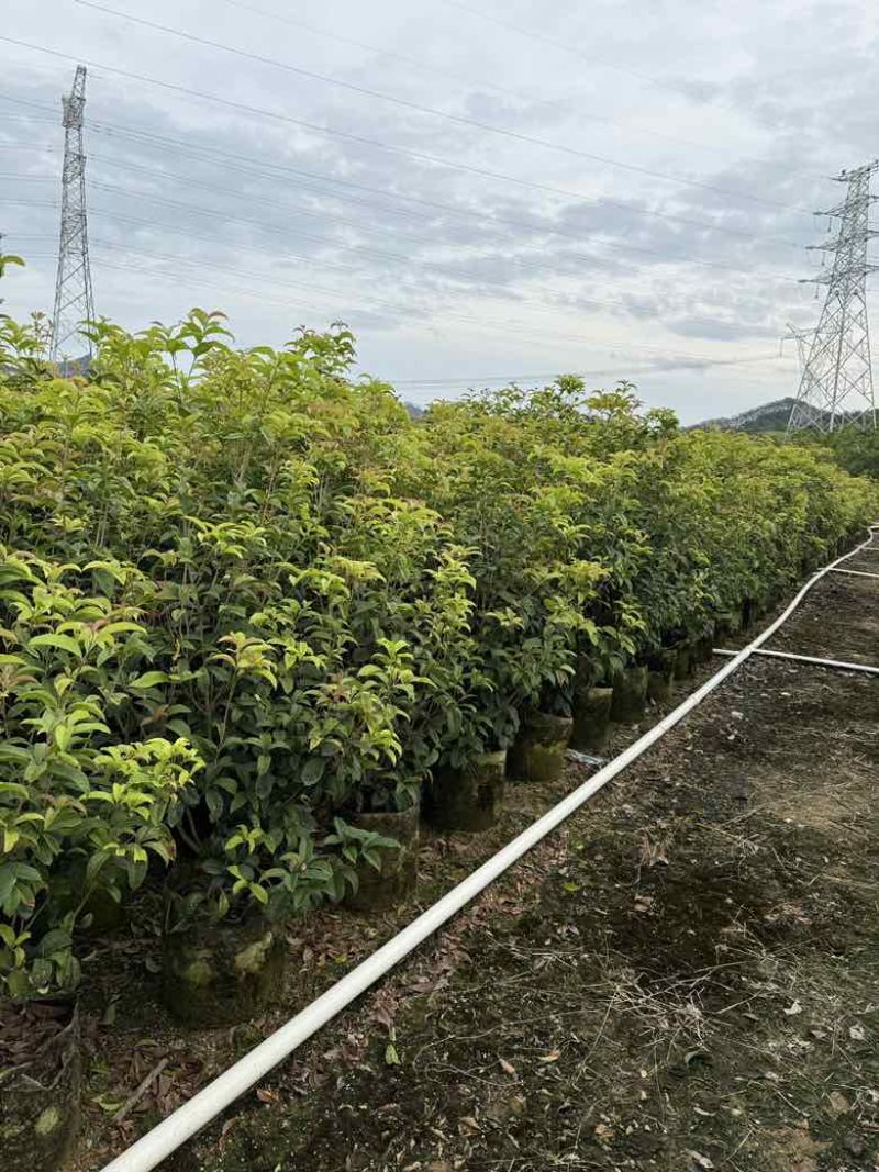 四季桂花20-300，各种规格，大量低价出售
