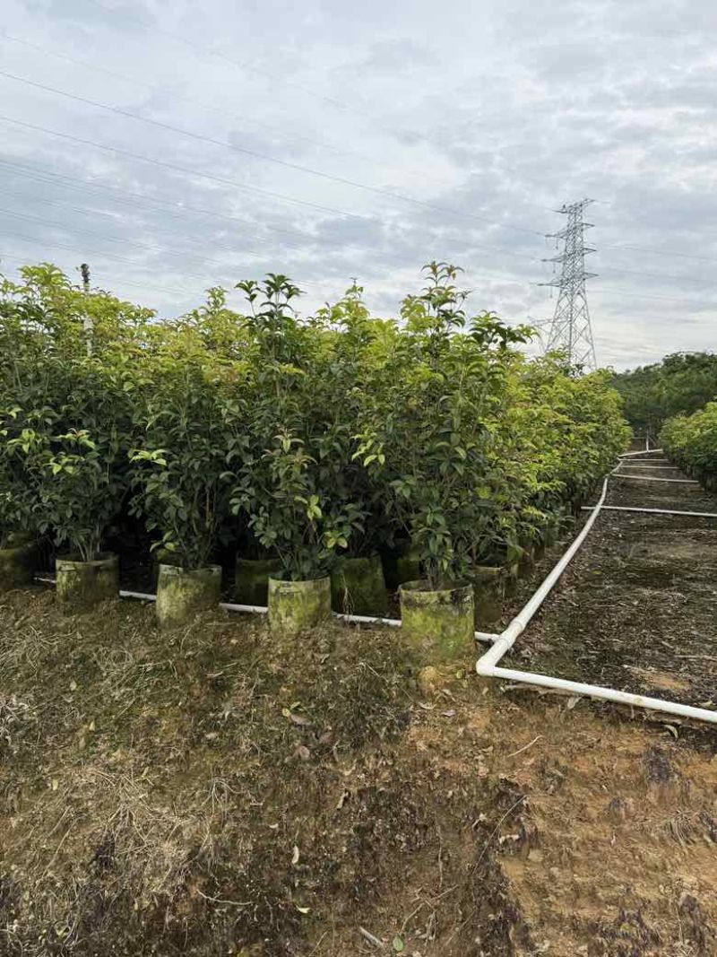 四季桂花20-300，各种规格，大量低价出售
