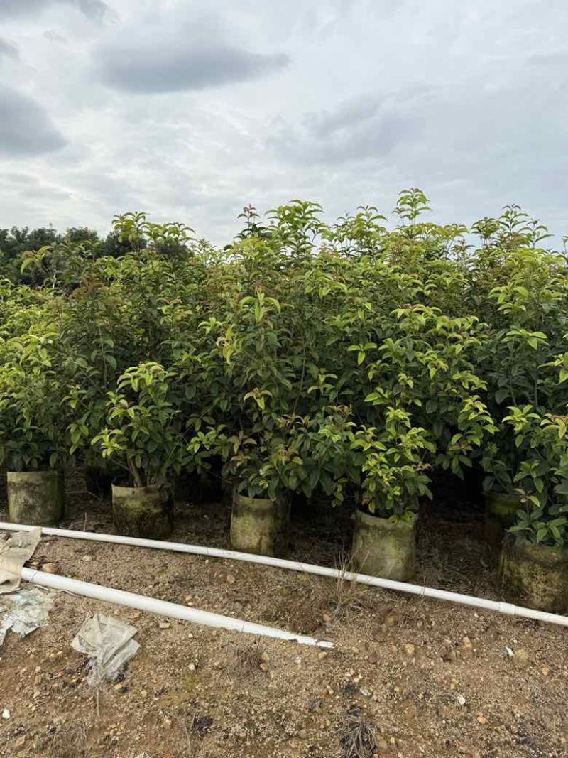 四季桂花20-300，各种规格，大量低价出售