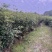四季桂花20-300，各种规格，大量低价出售