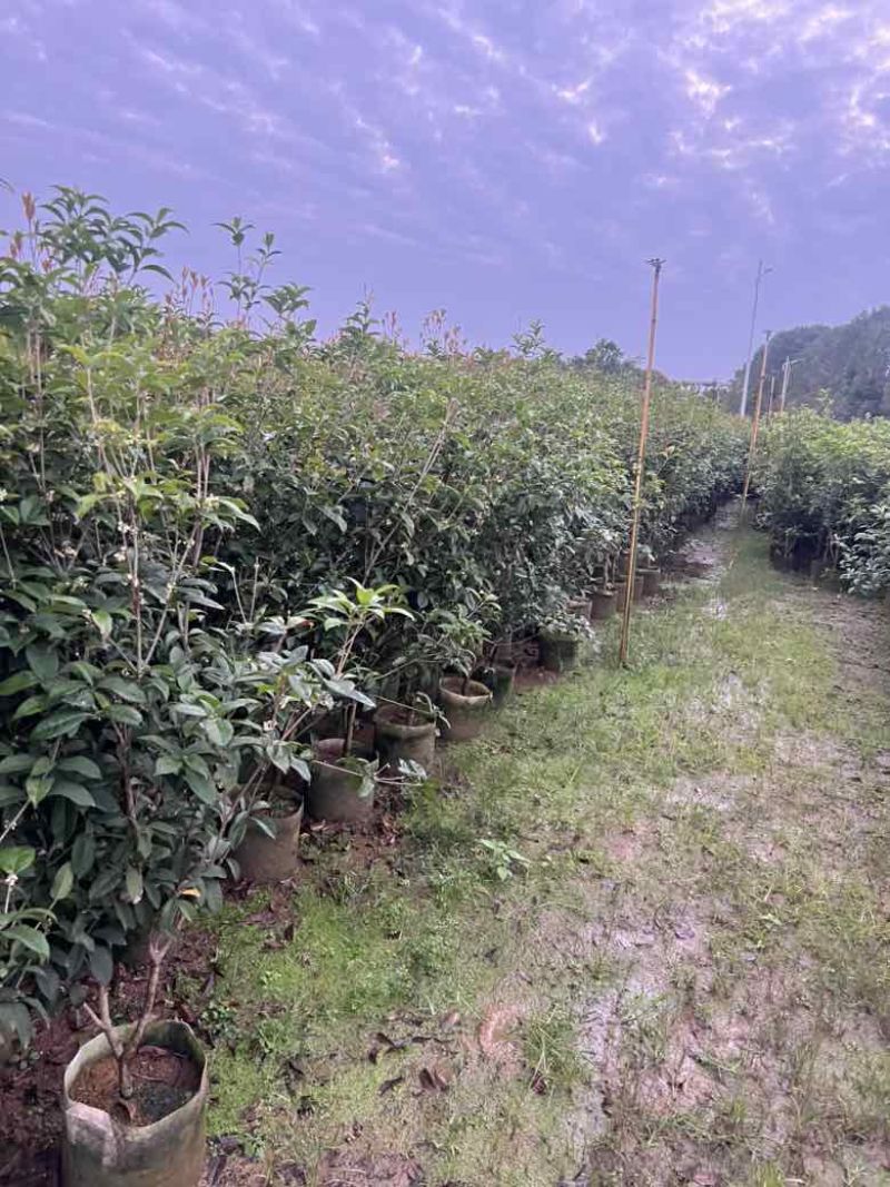 四季桂花20-300，各种规格，大量低价出售