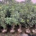 四季桂花20-300，各种规格，大量低价出售
