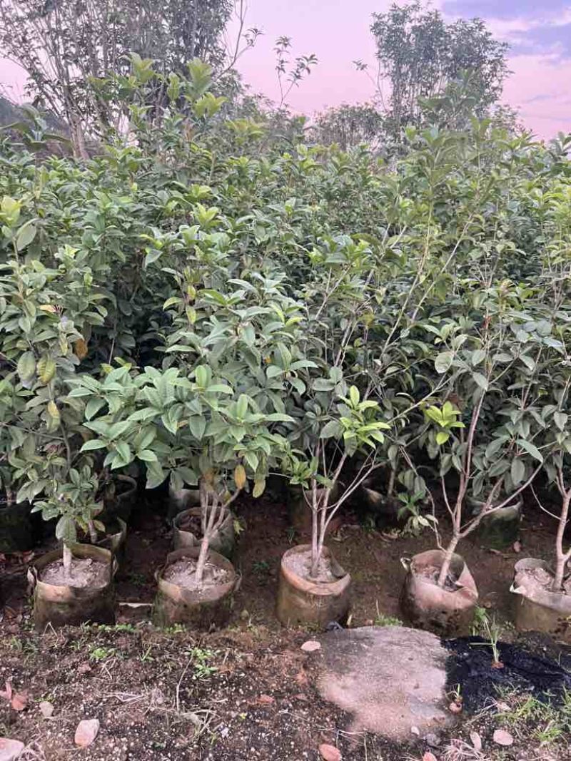四季桂花20-300，各种规格，大量低价出售
