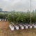四季桂花20-300，各种规格，大量低价出售