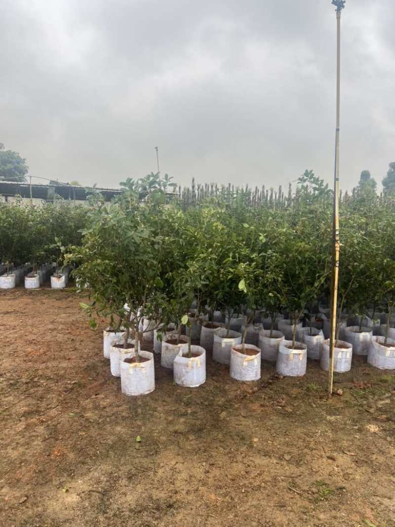 四季桂花20-300，各种规格，大量低价出售
