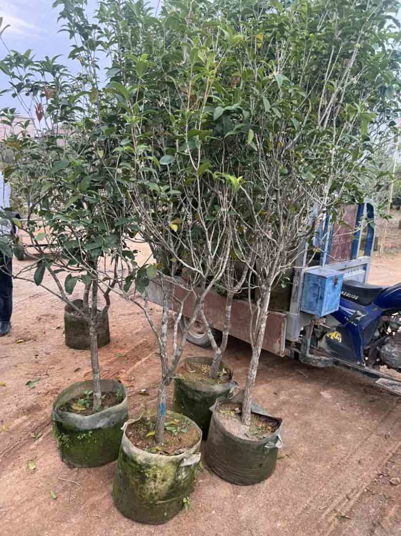 四季桂花20-300，各种规格，大量低价出售