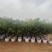 四季桂花20-300，各种规格，大量低价出售