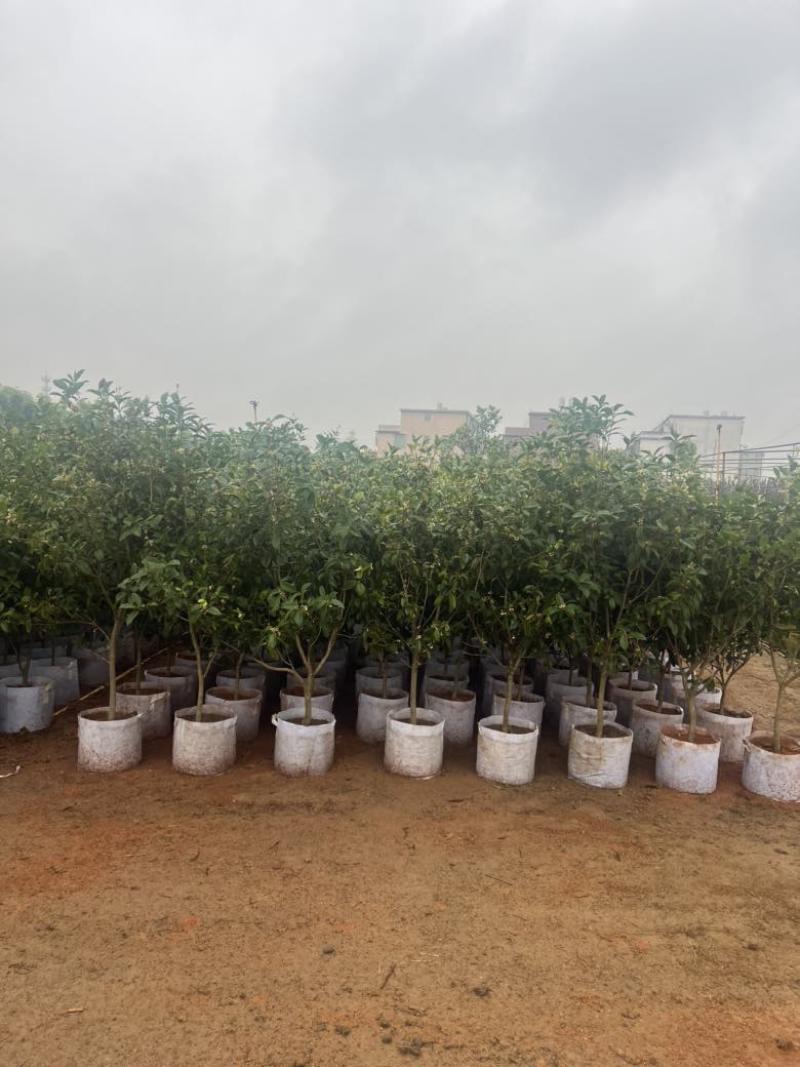 四季桂花20-300，各种规格，大量低价出售