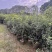 四季桂花20-300，各种规格，大量低价出售