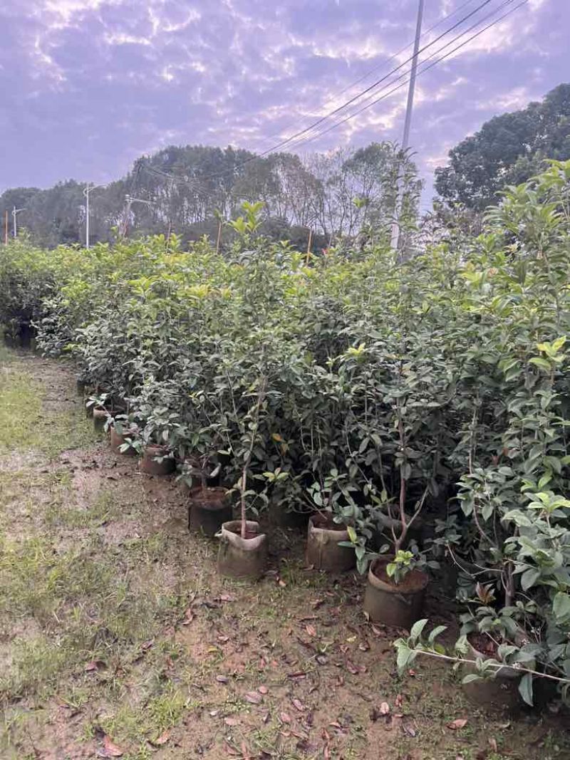 四季桂花20-300，各种规格，大量低价出售