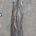 保鲜牛蒡