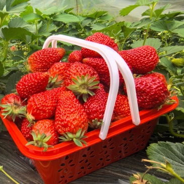 红颜草莓