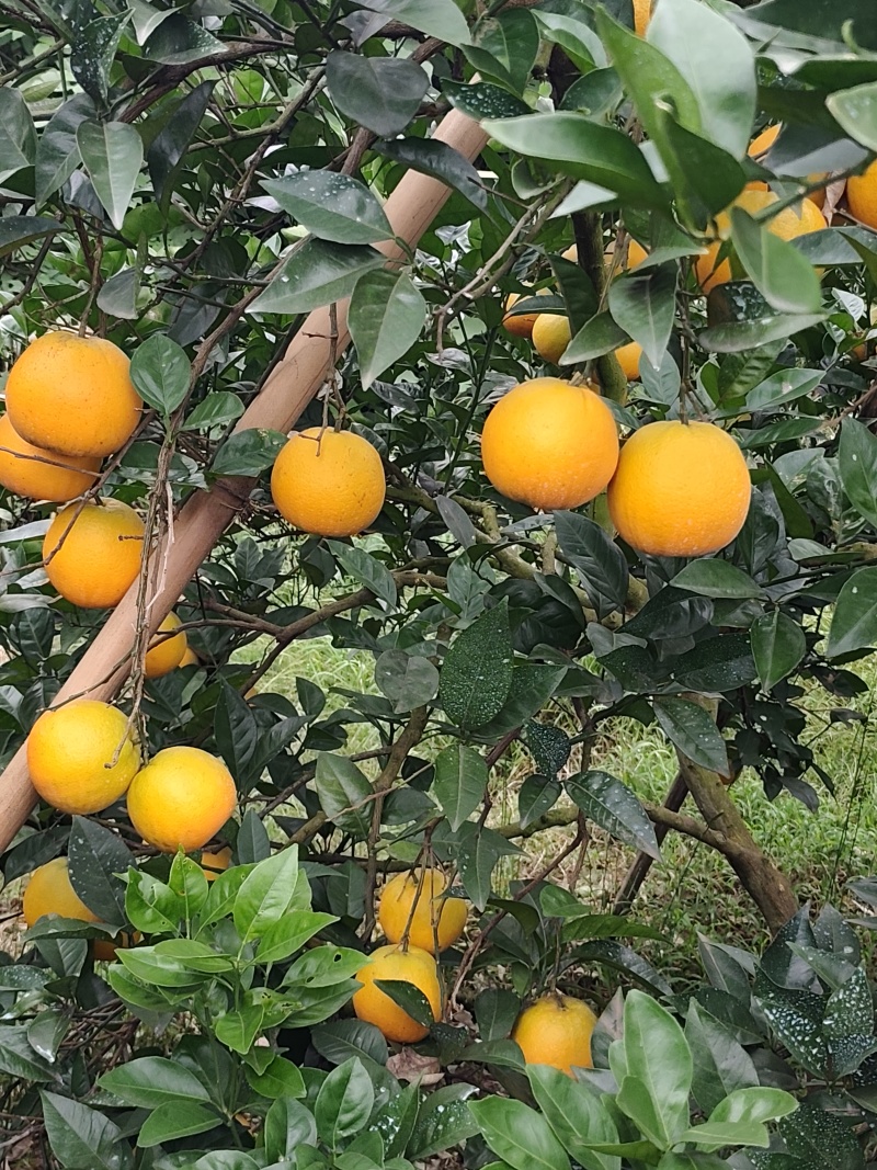脐橙