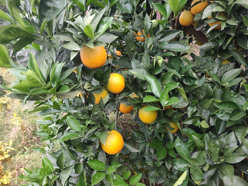 脐橙
