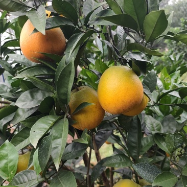 脐橙