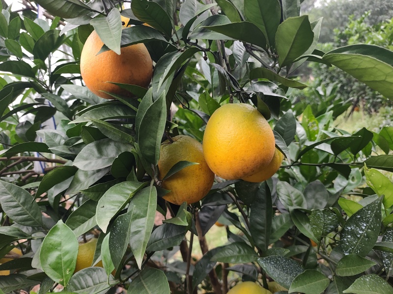 脐橙
