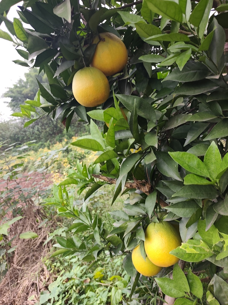 脐橙