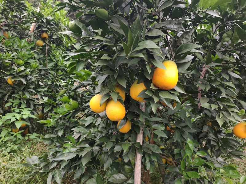 脐橙