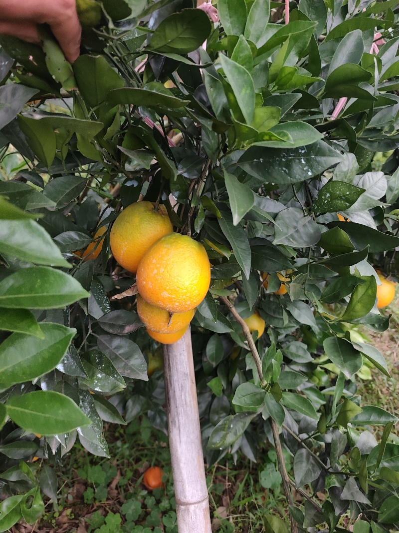 脐橙