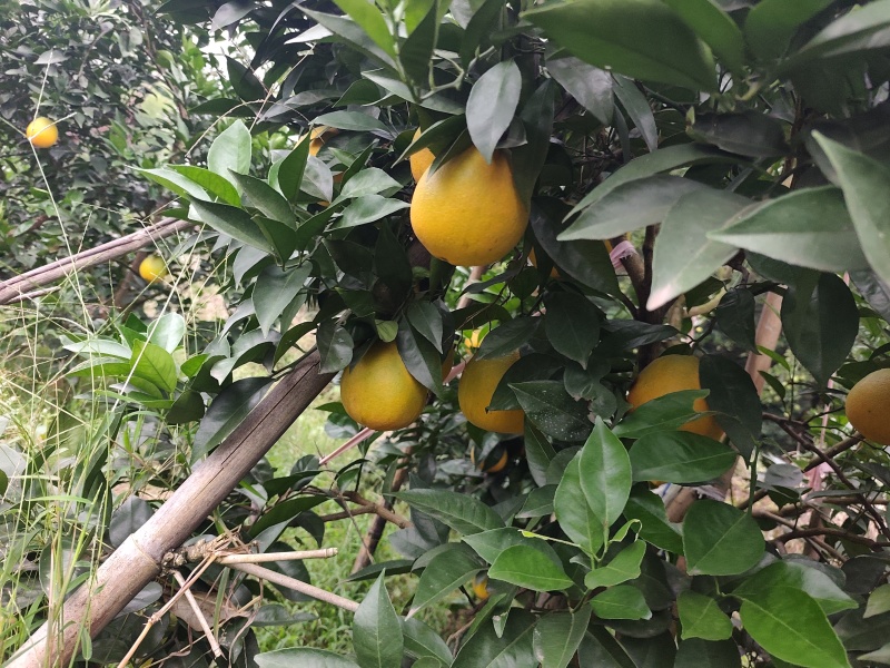 脐橙