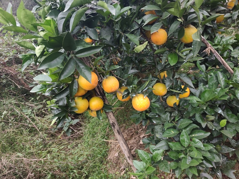 脐橙