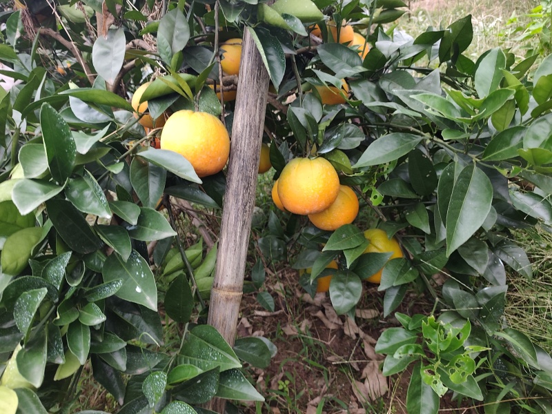 脐橙