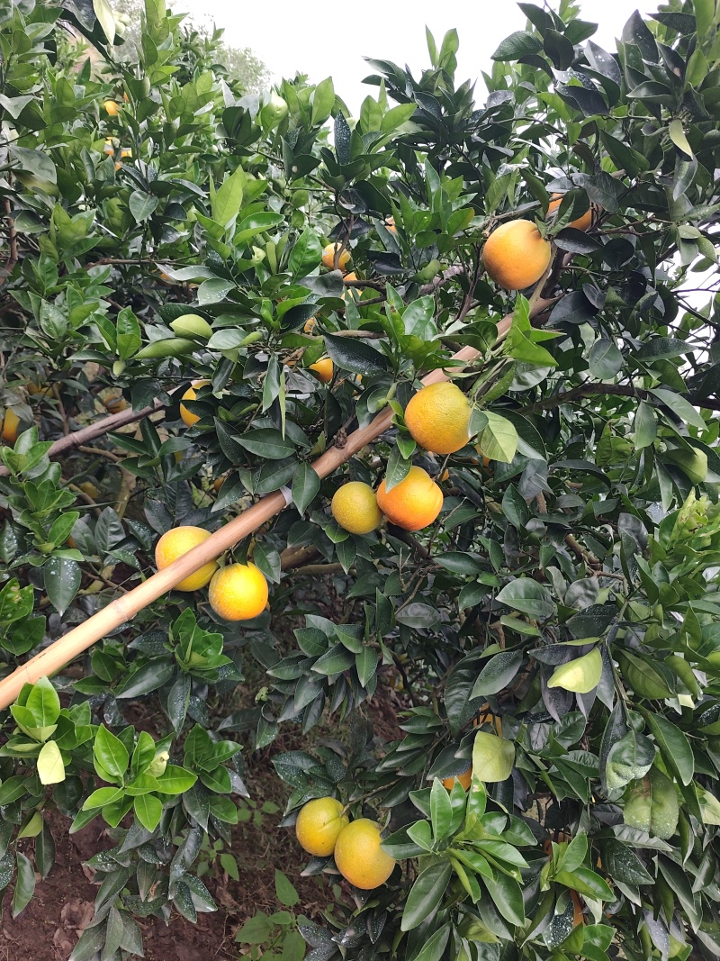 脐橙
