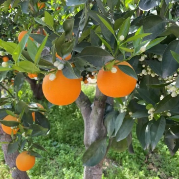 九月红源头货源