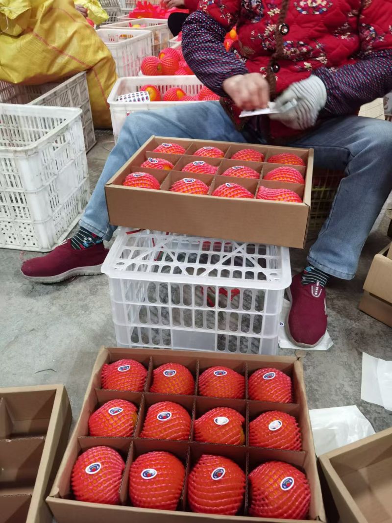 九月红源头货源