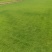 韶关绿化草皮