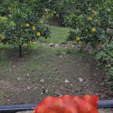 万山黄道香柚