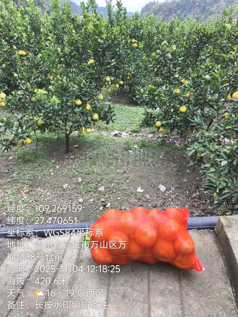 万山黄道香柚