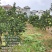 万山黄道香柚