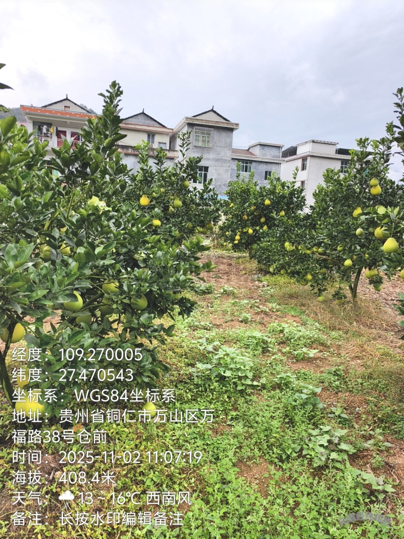 万山黄道香柚