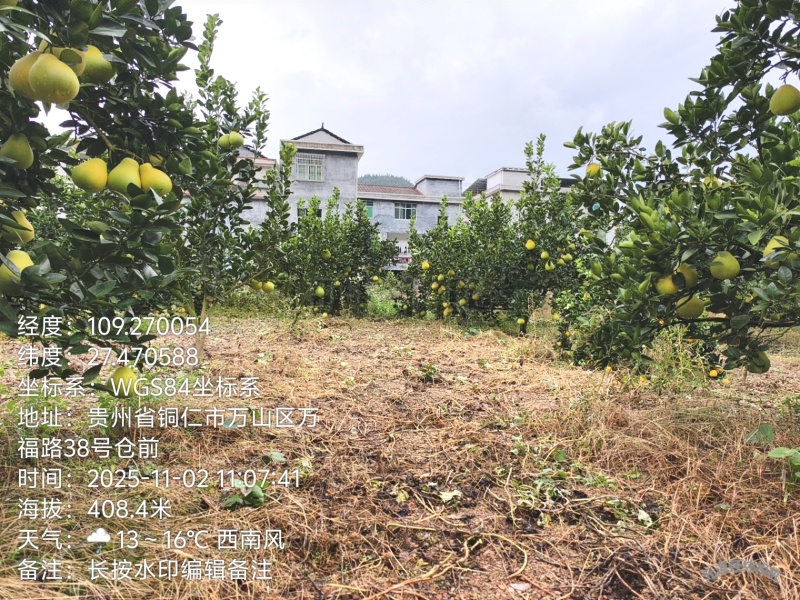 万山黄道香柚