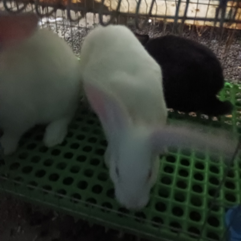 肉兔，种兔，小兔崽