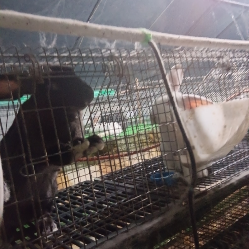 肉兔，种兔，小兔崽