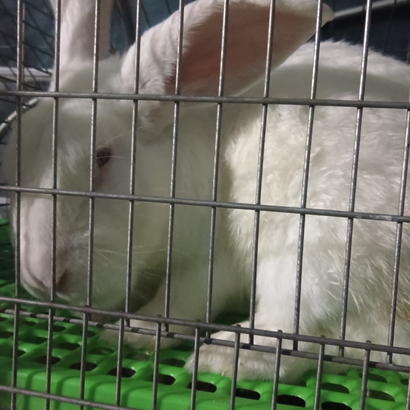 肉兔，种兔，小兔崽