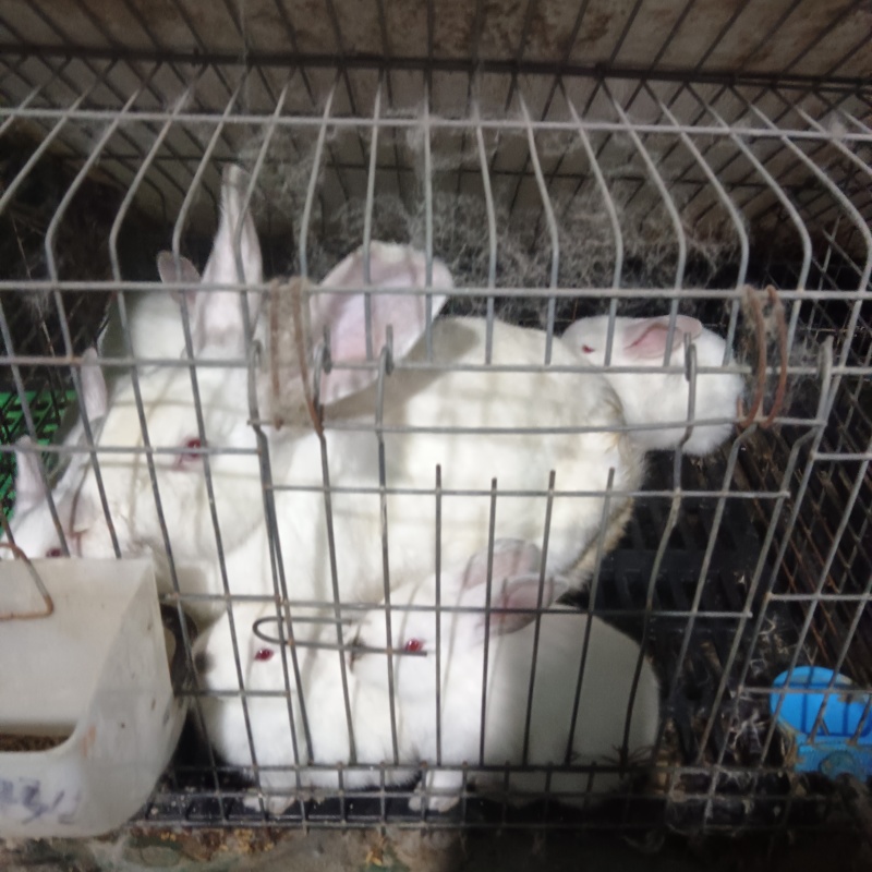 肉兔，种兔，小兔崽