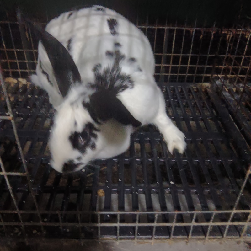 肉兔，种兔，小兔崽