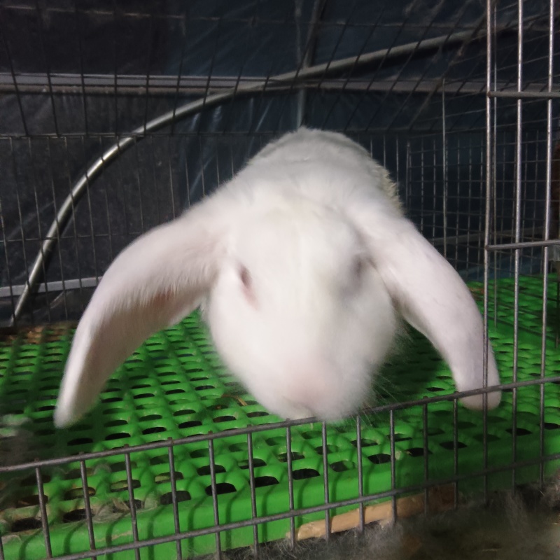 肉兔，种兔，小兔崽