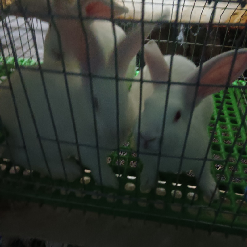 肉兔，种兔，小兔崽