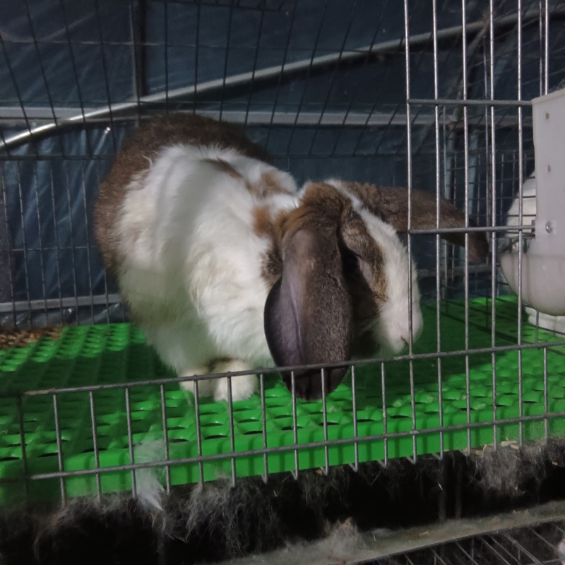 肉兔，种兔，小兔崽