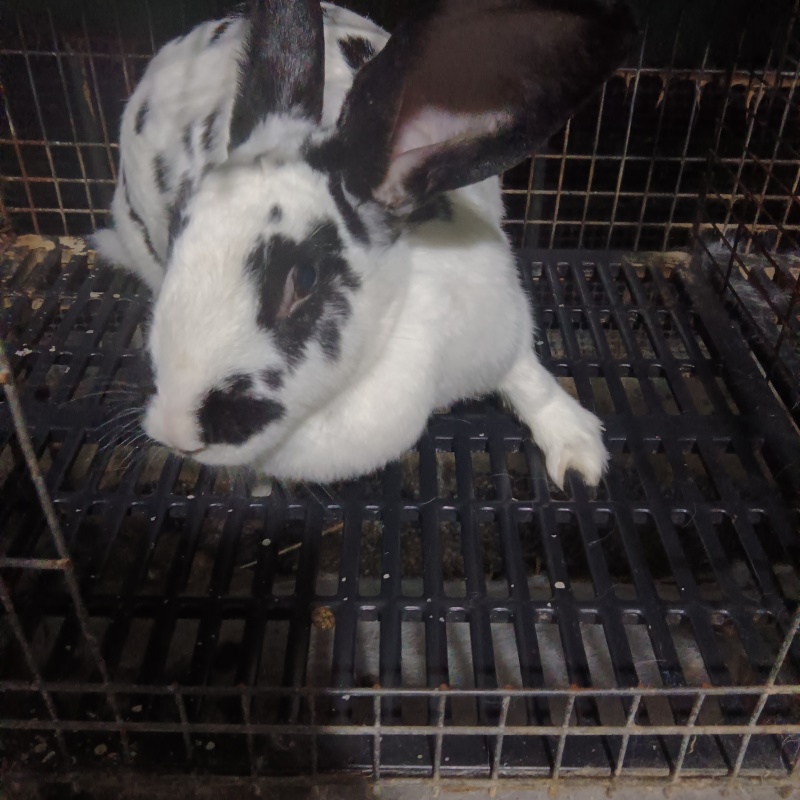 肉兔，种兔，小兔崽
