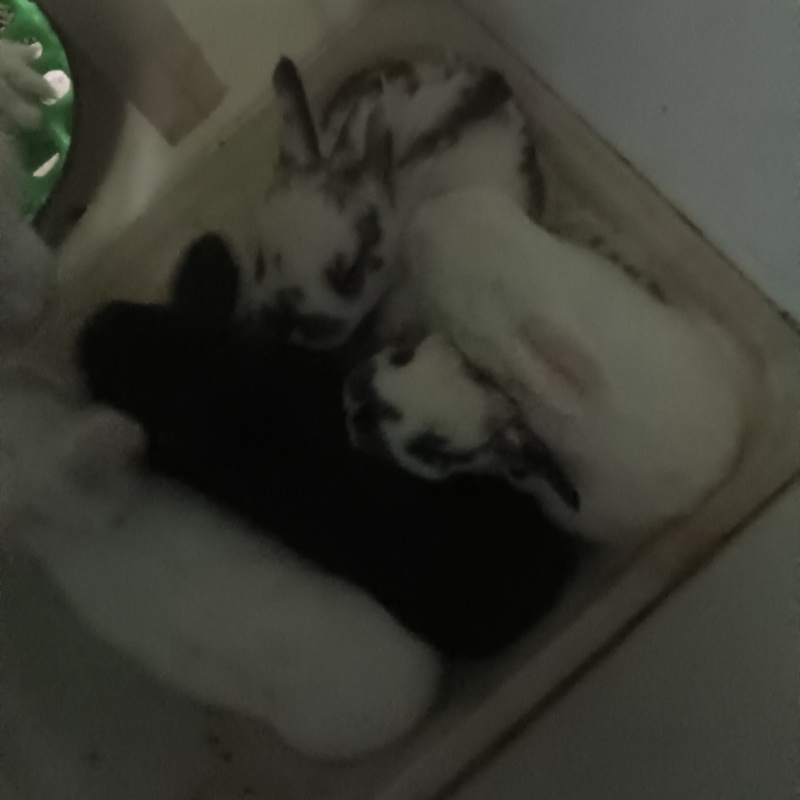 肉兔，种兔，小兔崽