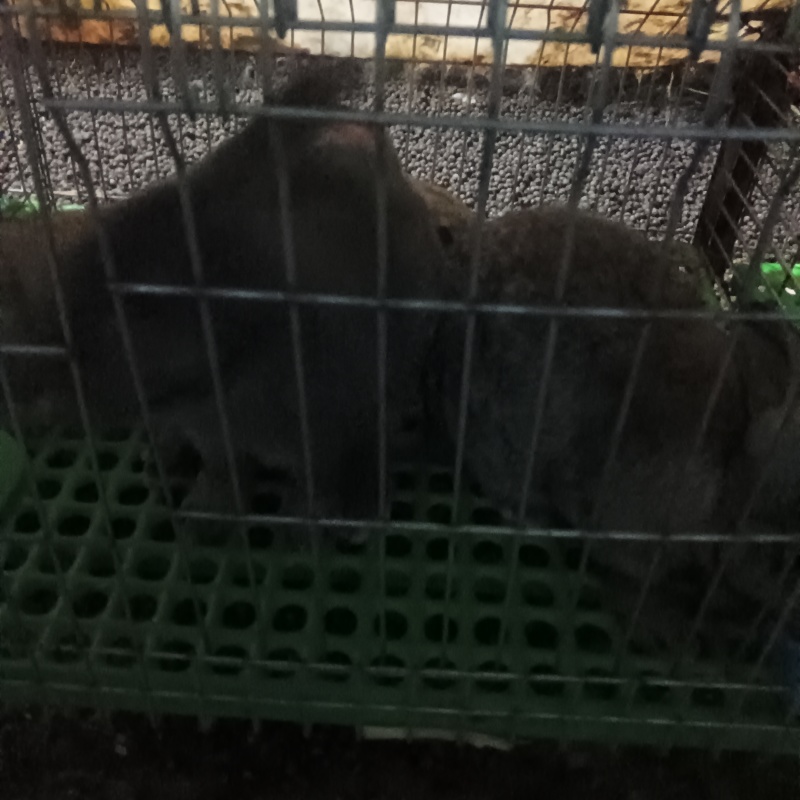 肉兔，种兔，小兔崽
